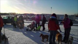 preview picture of video 'Carnoustie Canine Capers Jan 2011 Dog Walk'