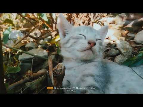 cat videos