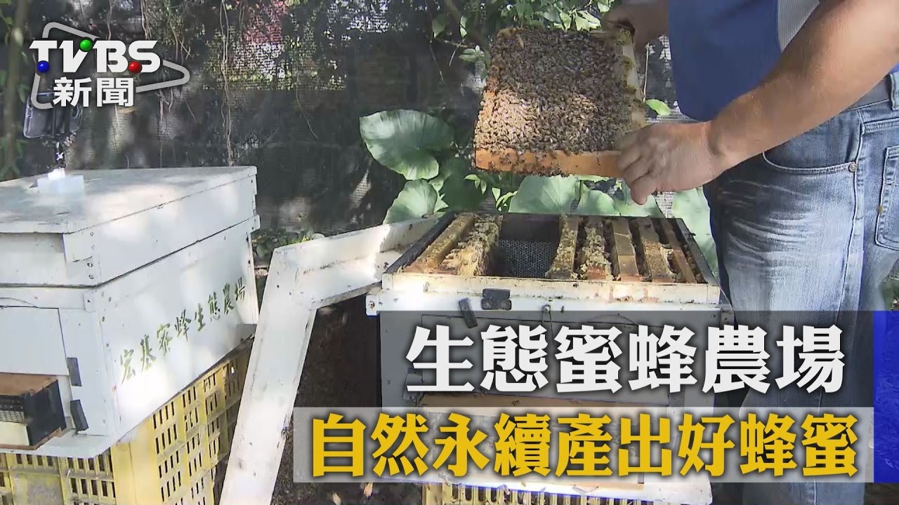 生態蜜蜂農場 自然永續產出好蜂蜜