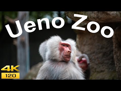 🐼 Ueno Zoo Tokyo 🇯🇵 | Japan’s Oldest & Most Famous Zoo