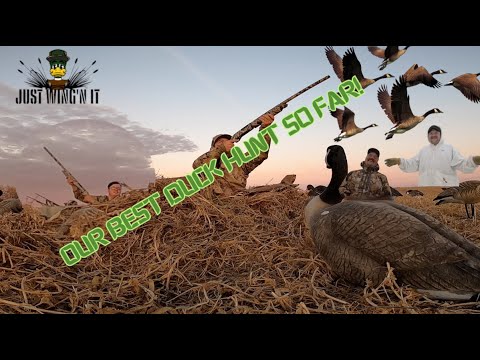 EPIC Duck Hunting Surprise in a Tiny Pea Field! 🦆 'Just Wing'n It' Unleashes Unbelievable Action!