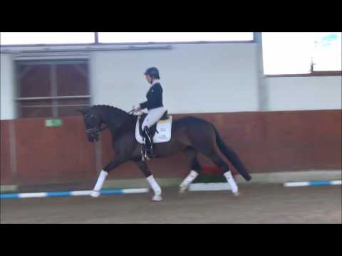 Lot 10 Lemony's Dream - Addington Elite Sale Saturday 19th August 2017