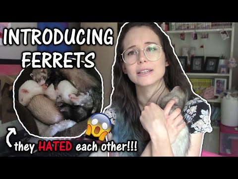 YouTube video about: How long does it take for ferrets to bond?