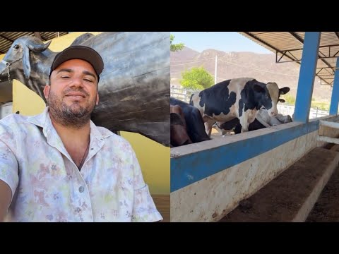 Junior Vianna - Olhando o Gado Na Fazenda 