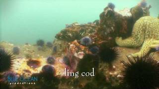 preview picture of video 'Kayak Dive on Carp Reef 2, Caprinteria, CA'
