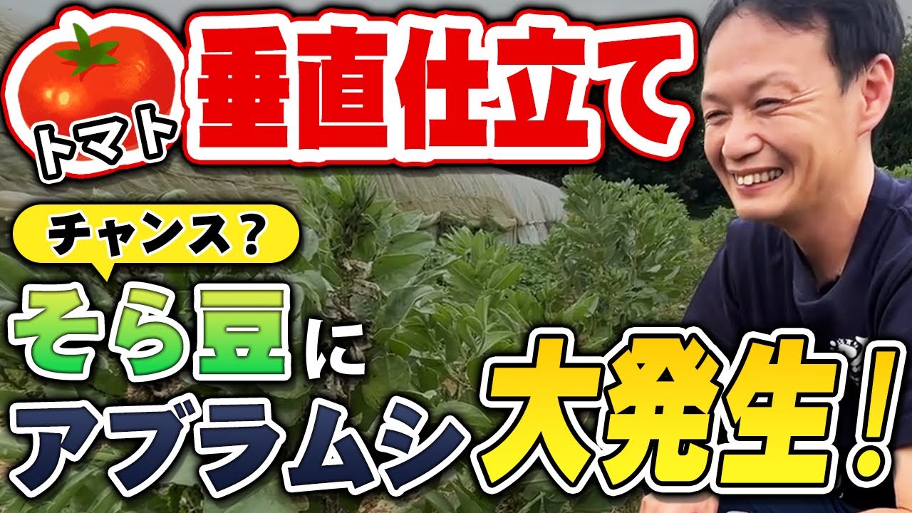 トマト収量1.5倍の仕立てと虫の捉え方