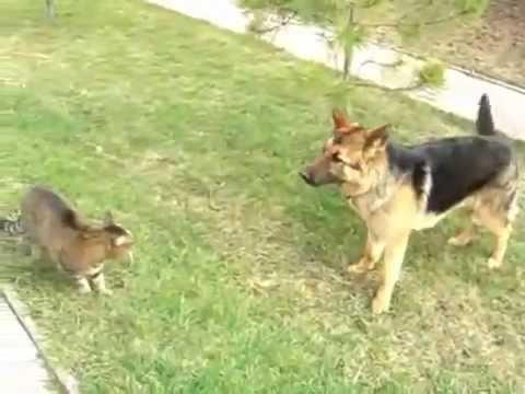 Cat vs Dog very funny