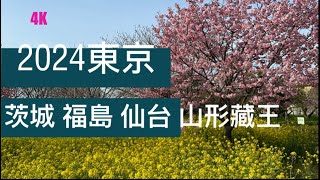 2024 固力果見學 東京 茨城 福島 仙台 山形藏王 袋田瀑布 龍神大吊橋 松島