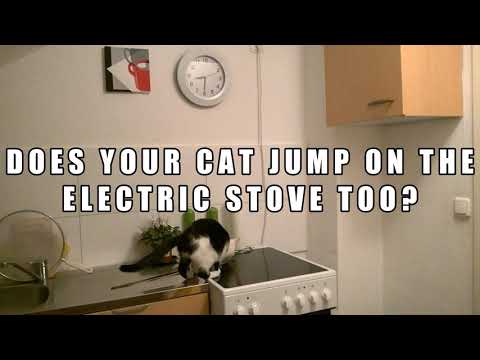 How To Stop Your Cat From Jumping On The Electric Stove! 猫のトレーニング