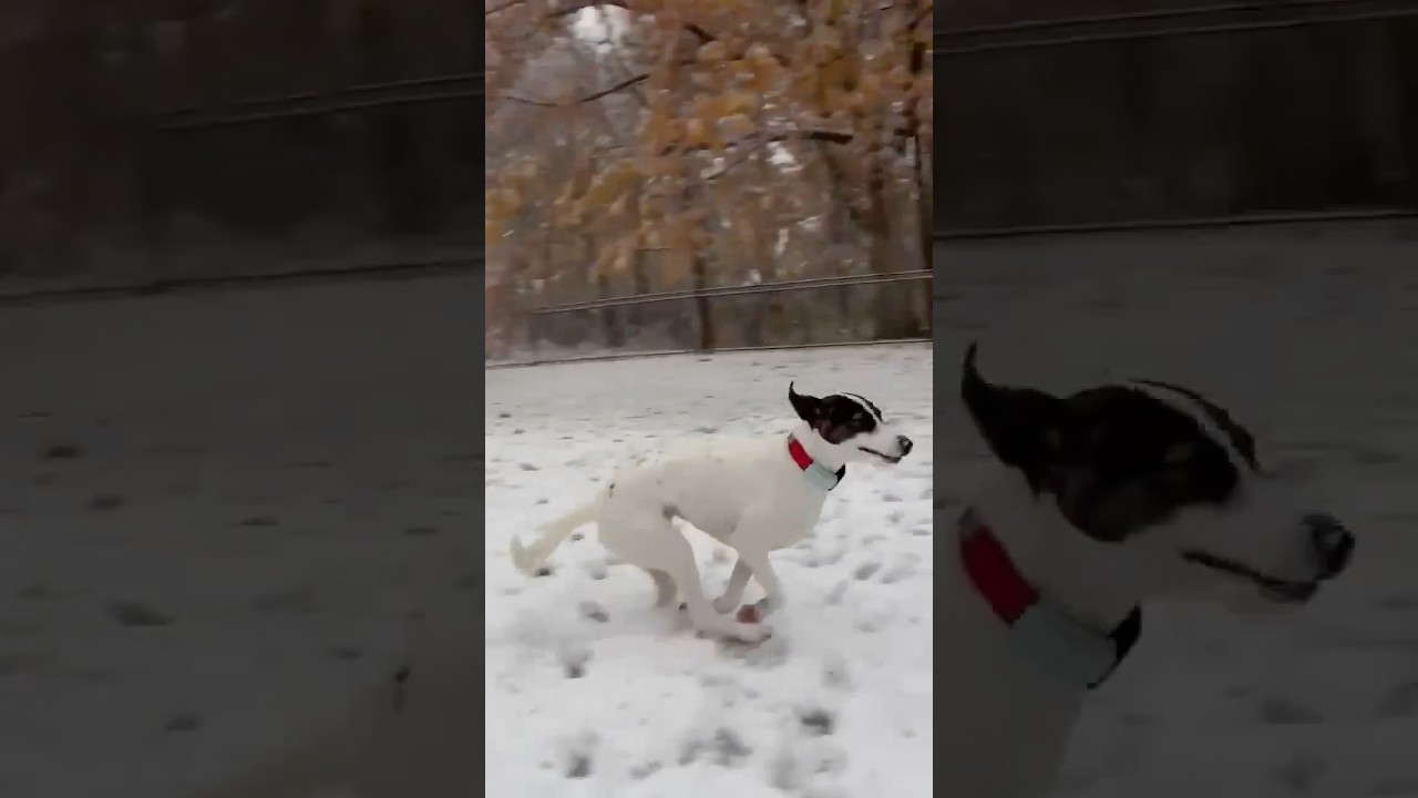 Zoe, a ADOPTABLE mixed breed in Niagara Falls, ON video 6/6