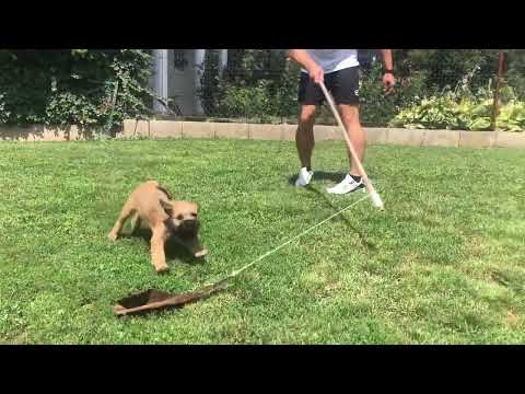 Border Terrier Welpe kaufen