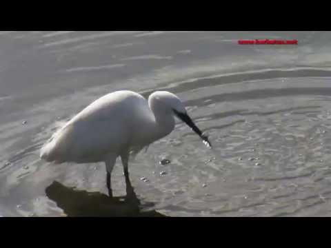Garceta comun ( Egretta garzatta ) Little Egret