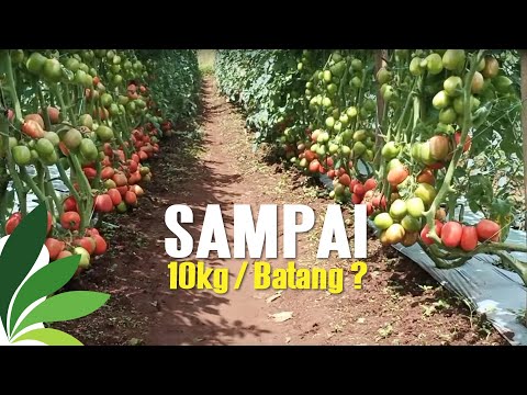 , title : 'BUDIDAYA TANAMAN TOMAT, BUAH SAMPAI DITANAH | Manogi Situmorang'