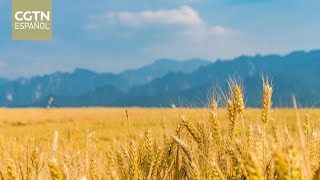 El XIV Plan Quinquenal de China impulsa avances en ciencia de semillas y seguridad alimentaria