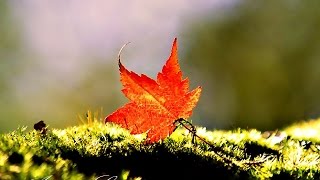 ❤♫ Nana Mouskouri - Autumn Leaves (1993) 秋葉