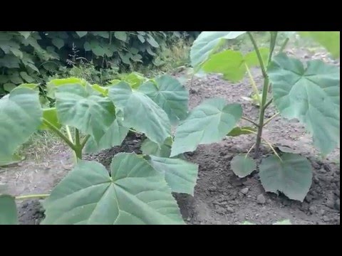 Paulownia Tomentosa - puieti 2015 (video 43)
