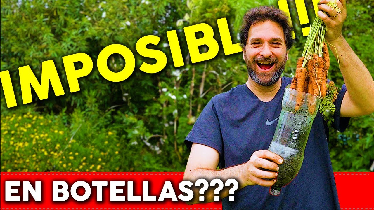 🥕🥕 I planted CARROTS in bottles and this is what happened! #HUERTODECERO Ep. 38