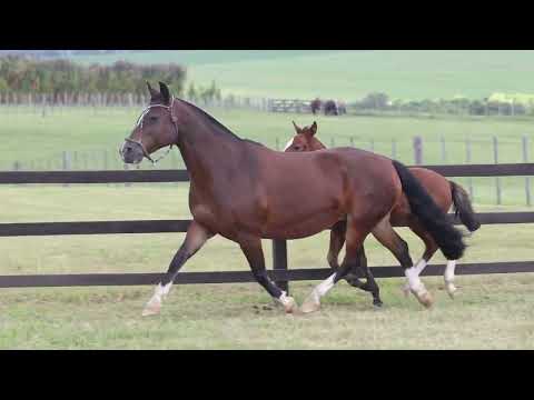 LOTE 16 - Insígnia da Vendramin