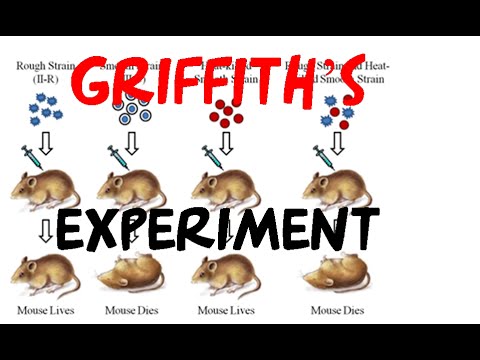 Griffith experiment | bacterial transformation experiment
