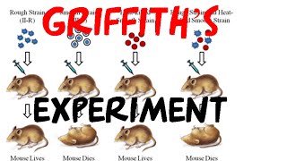 Griffith experiment | bacterial transformation experiment