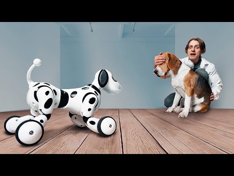 How will a dog react to a robot dog?