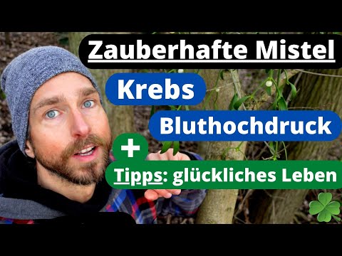 Zauberpflanze Mistel bei Krebs und Bluthochdruck + Tipps zur Vorbeugung von Krankheiten