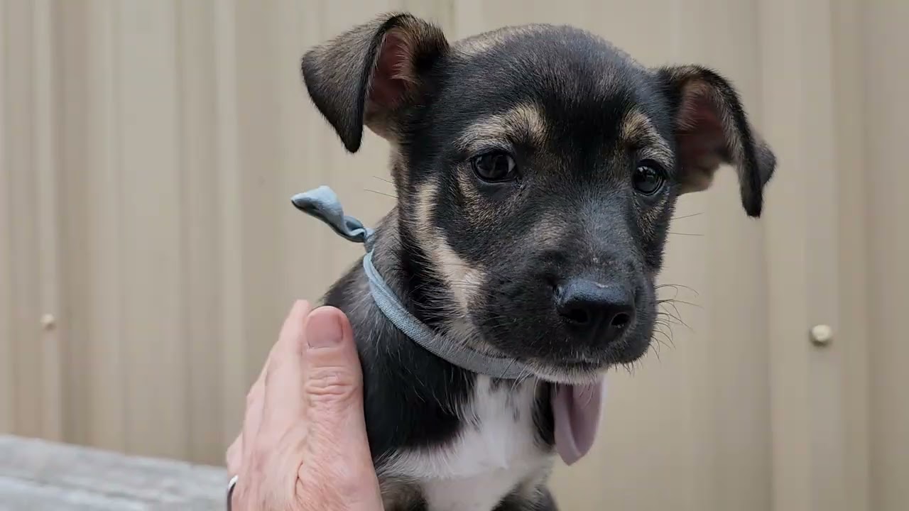 Enlarge Ariel, an adopted mixed breed in Saybrook, CT, CT video 3/4