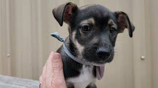 Video preview image #1 Chihuahua-Unknown Mix Puppy For Sale in Bandera, TX, USA