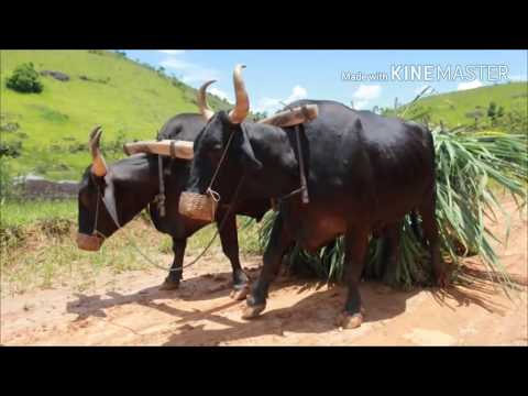 Moda de Viola, Músicas Caipiras e Sertanejo Raiz - Imagens da Roça Volume 7