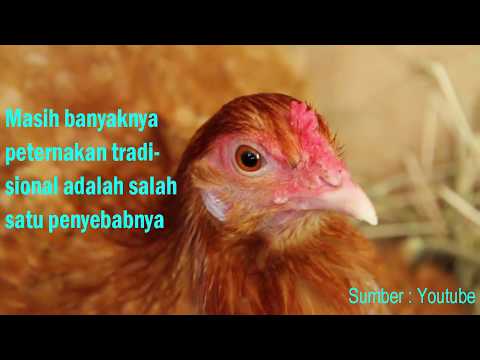 Mesin Penetas Telur Karya Seto Pratomo - Teknik Elektro UI