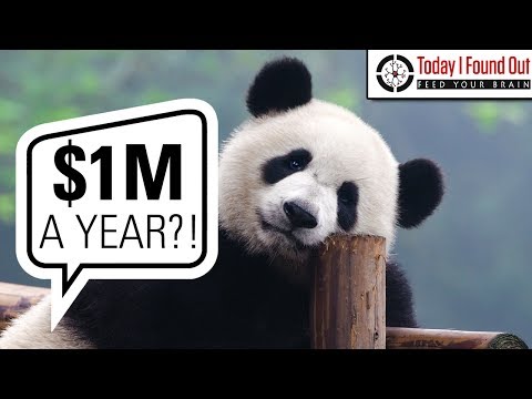 Renting Pandas