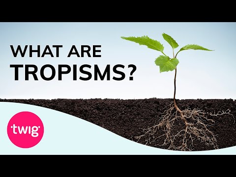 Biology Lesson Idea: Plants, Tropisms and Hormones | Twig