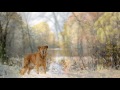 Slideshow with beautiful music (Tom Barabas - Moon Over Sedona) (HD)