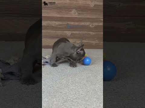 Video 4