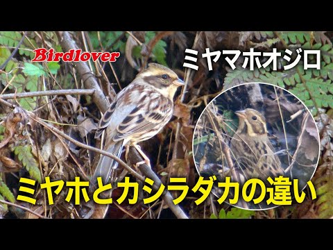 ヤナギホオジロのカップル (Emberiza cirlus)
