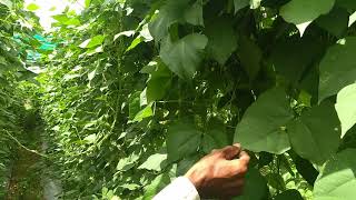 preview picture of video 'Beans quality and yield improvement'