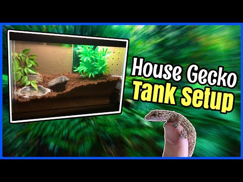 My NEW House Gecko TANK SETUP!