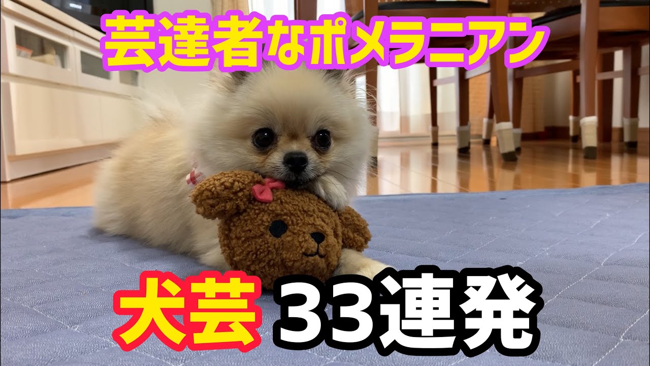 ぽんちゃん