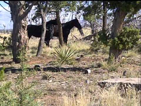 Soul to Soul with Horse