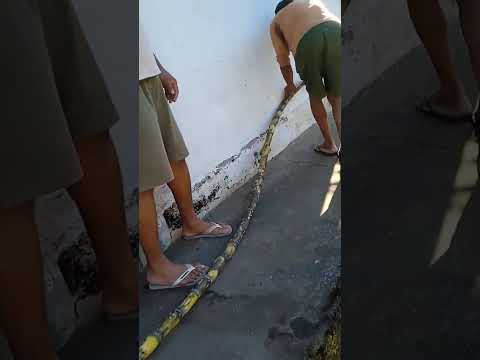 maior cana da Bahia 6.metros e 30 cm NA faz. ITU BARRO PRETO