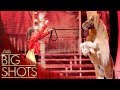 Bella Teaches Horse Circus Skills Best Little Big Shots