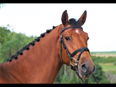Banderas von Worrenberg, Holst, geb. 2016, Balou Bellini x Caretino, ein Sportler durch und durch