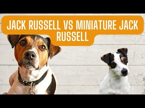 Jack Russell vs miniature Jack Russell