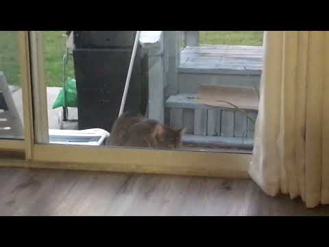 No estamos solos 😳 en este planeta alguien nos vijila Jijiji