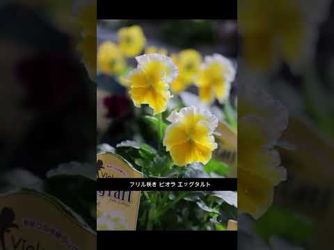 ドラキュラ シミア蘭: この崇高な植物について知っておくべきことすべて!  庭園