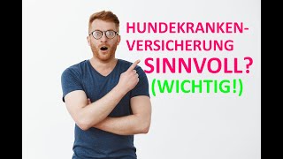 IST EINE HUNDEKRANKENVERSICHERUNG SINNVOLL? (EINFACH ERKLÄRT!) ⭐⭐⭐⭐⭐