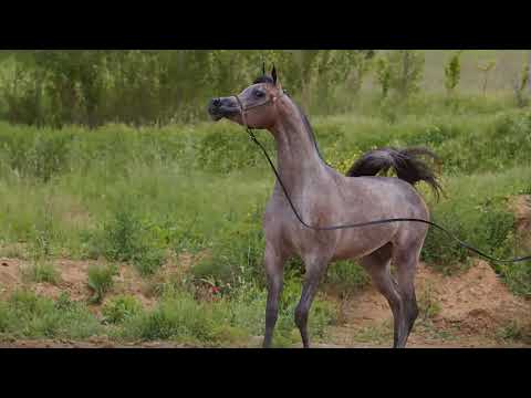 Arabian Horse Magazine -D Shihananah