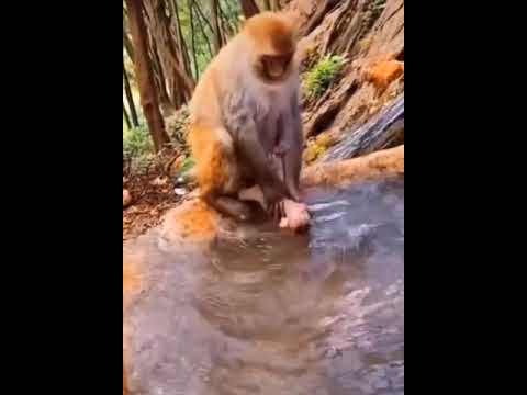Why did the baby monkey get drowned in the water by his mother? #shorts #cute #animals