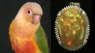 Opaline Conure - A Feathered Jewel