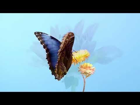 How fair this Spot - Pablo Ferrández & Denis Kozhukhin  (Rachmaninoff)